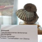 Ammonit Pseudocalycoceras dentonense (MOREMAN) 